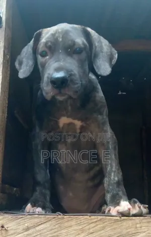 1-3 months Male Purebred Boerboel