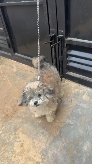 3-6 months Male Purebred Lhasa Apso