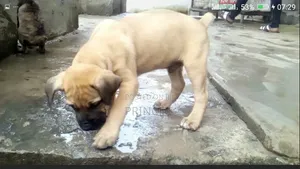1-3 months Male Purebred Boerboel
