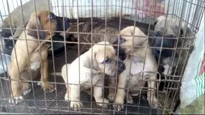 1-3 months Female Purebred Boerboel