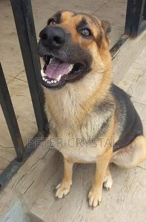1+ year Male Purebred German Shepherd