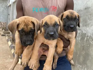 1-3 months Female Purebred Boerboel