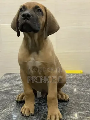 1-3 months Male Purebred Boerboel