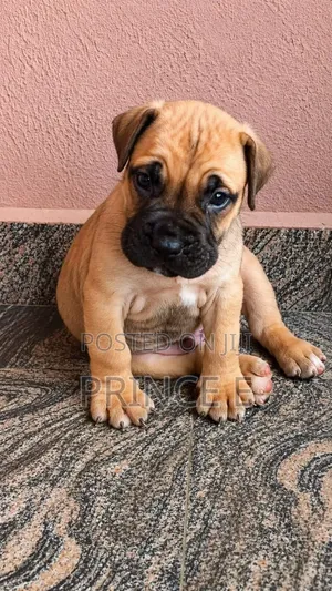 1-3 months Male Purebred Boerboel