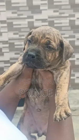 1-3 months Male Purebred Boerboel