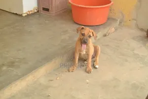 1-3 months Male Purebred Boerboel