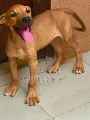 1-3 months Female Purebred Boerboel