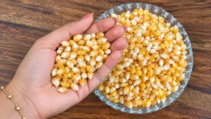 Popcorn Maize