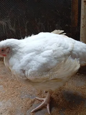 Broiler Chicken