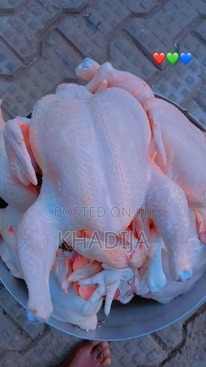 Broiler Chicken