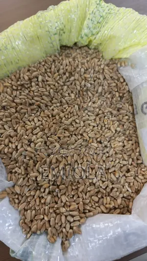 Wheat Grain
