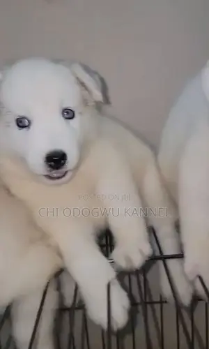 1-3 months Female Purebred Siberian Husky