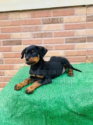 1-3 months Male Purebred Rottweiler