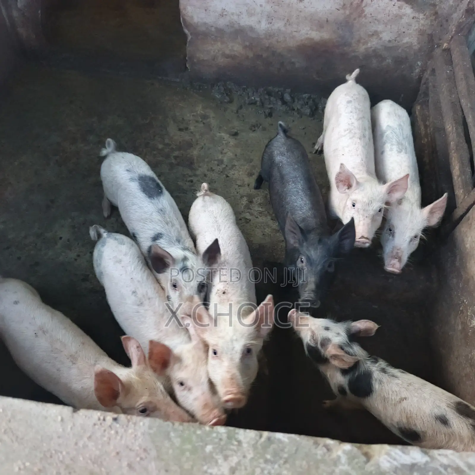 Piglet for Sell
