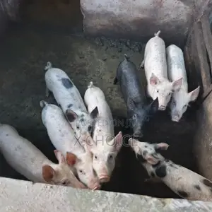 Piglet for Sell