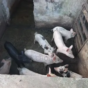 Piglet for Sell