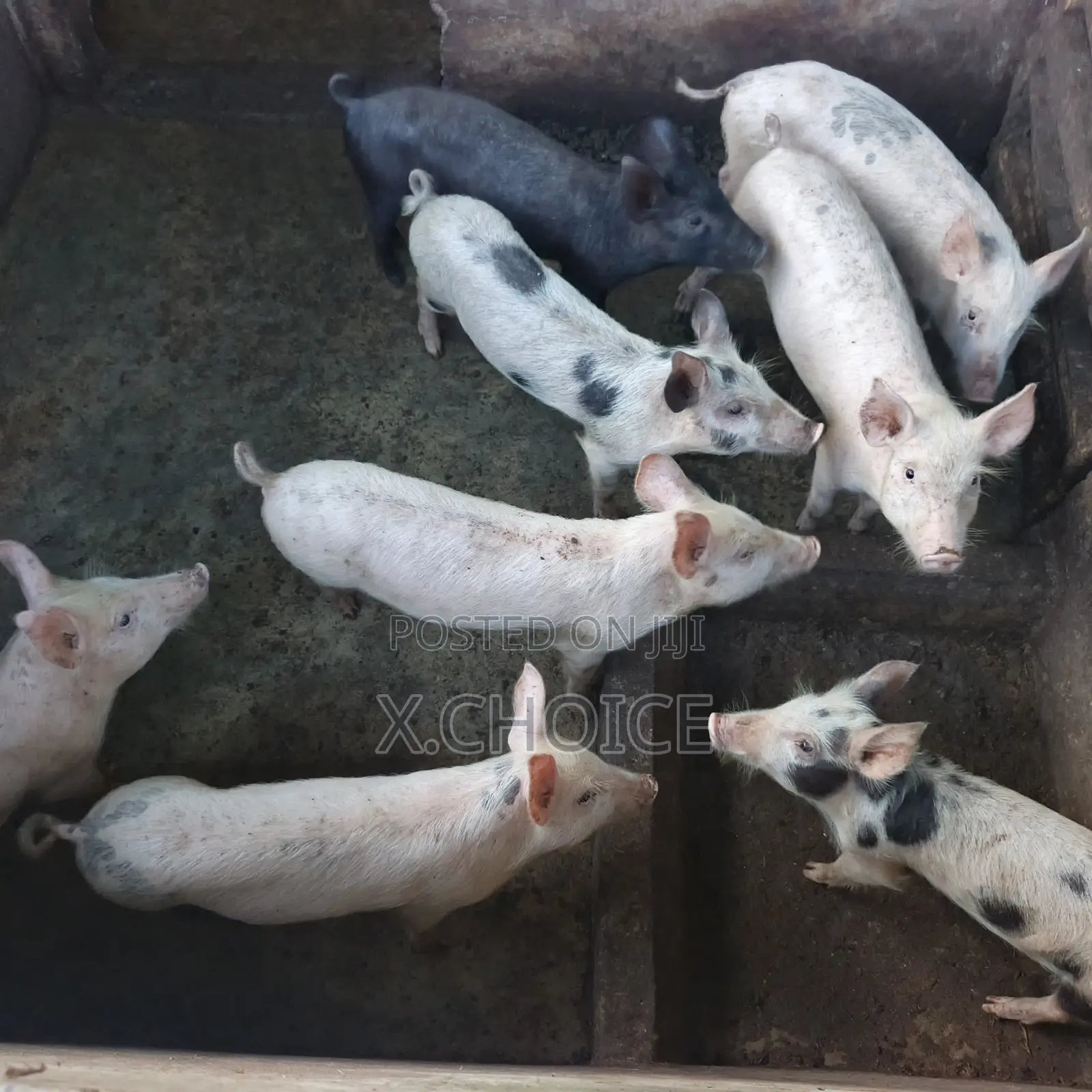 Piglet for Sell