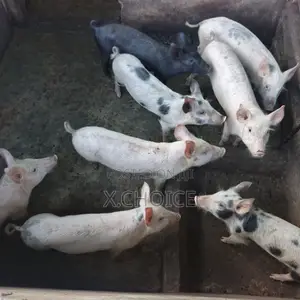 Piglet for Sell