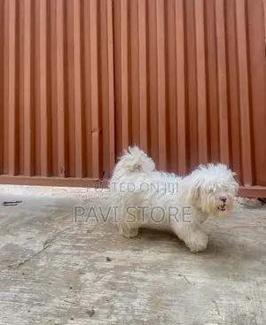 6-12 months Female Purebred Maltese