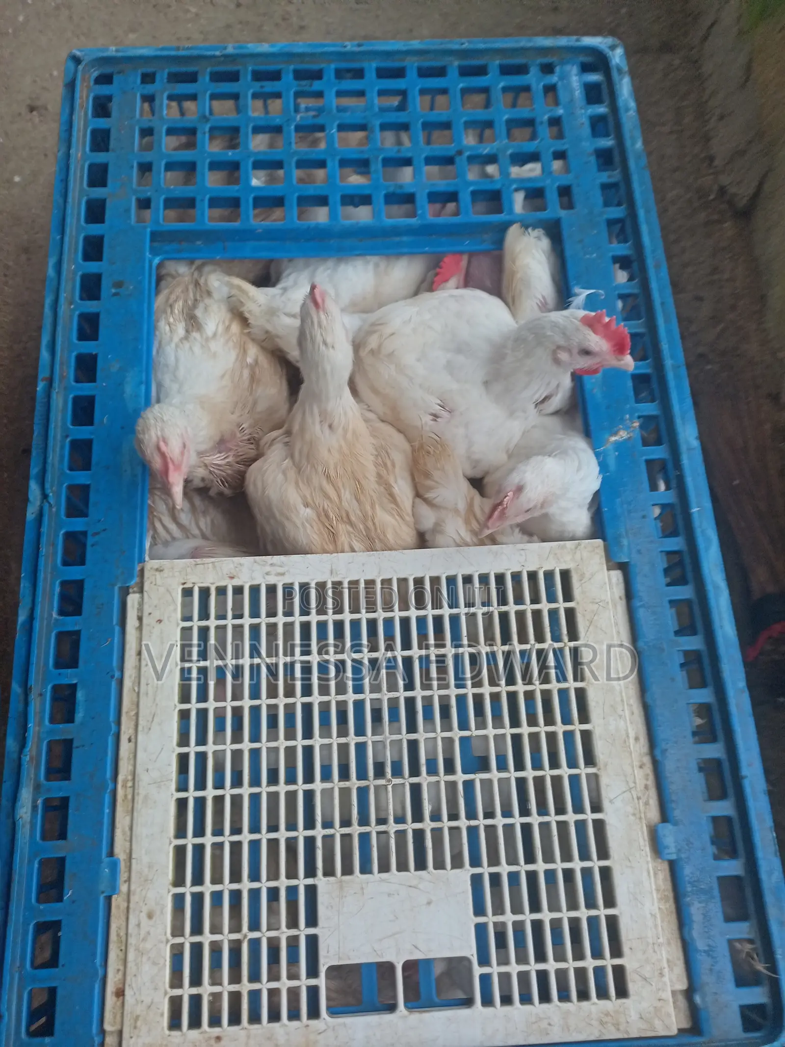 5–10 Weeks Matured Broilers – Price Per Kilo Live Weight