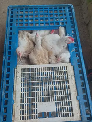 5–6 Weeks Broilers for Sale – Live Weight - Kg
