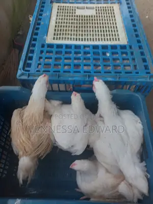 5–10 Weeks Matured Broilers – Price Per Kilo Live Weight