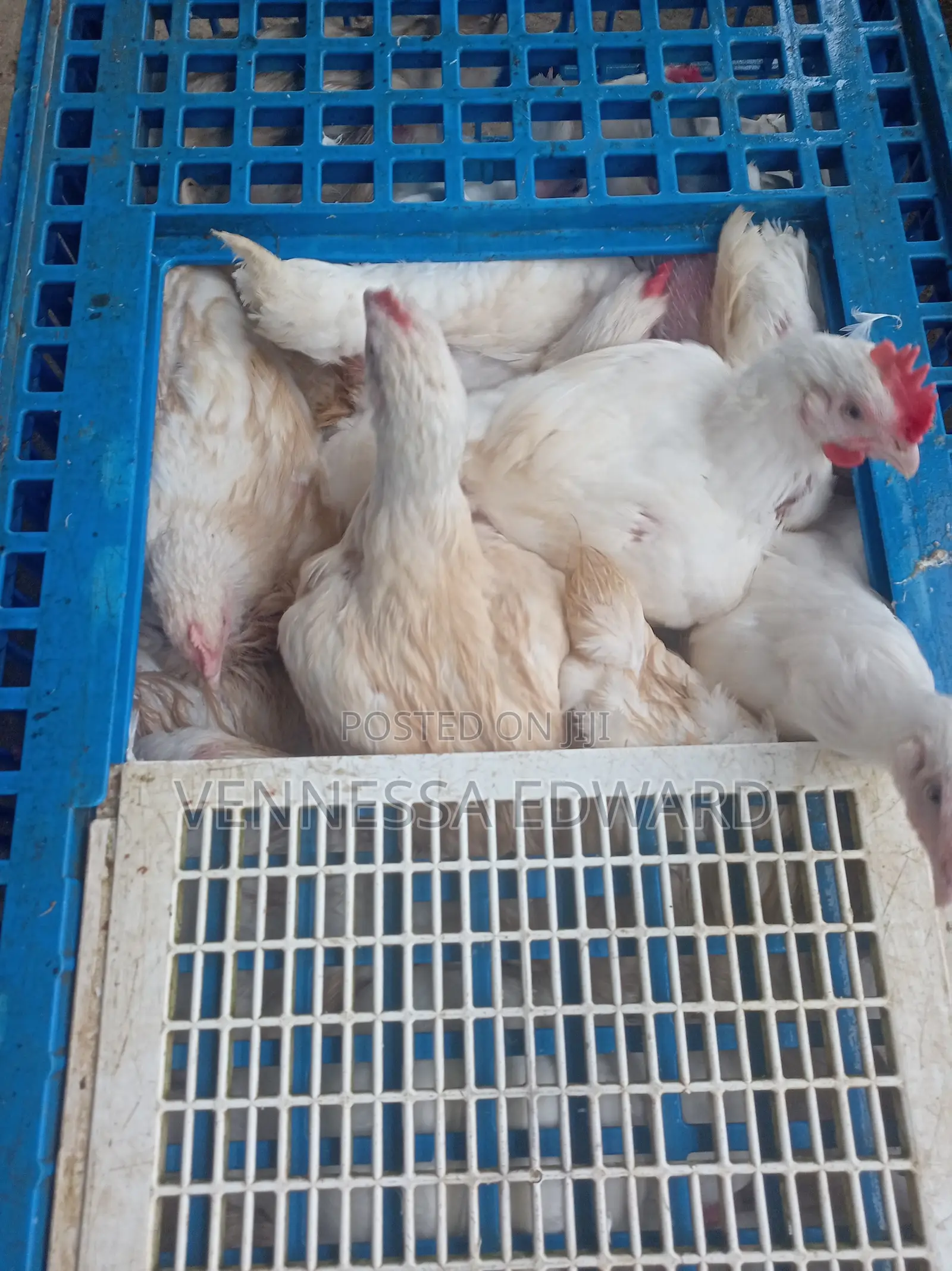 5–10 Weeks Matured Broilers – Price Per Kilo Live Weight