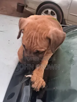1-3 months Male Purebred Boerboel