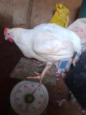 Farm Chicken