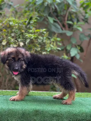 1-3 months Female Purebred German Shepherd