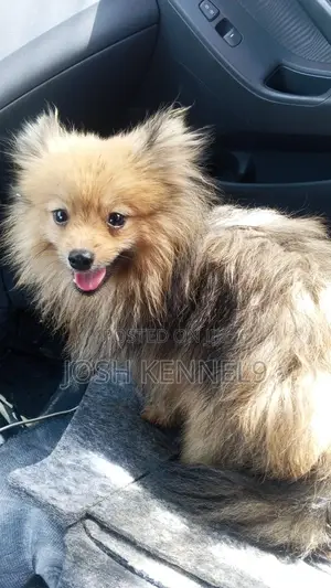 6-12 months Female Purebred Pomeranian