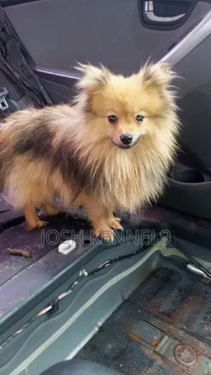 6-12 months Female Purebred Pomeranian