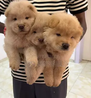 1-3 months Female Purebred Chow Chow