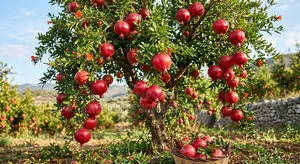 Pomegranates Seedlings