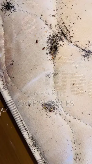 Cockroaches Bedbugs Pest Control and Fumigation