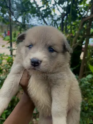 1-3 months Female Mixed Breed Dog