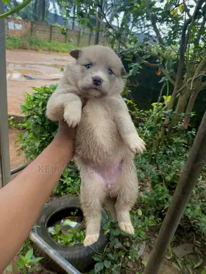 1-3 months Female Mixed Breed Dog