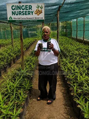 Original Ginger Seedlings