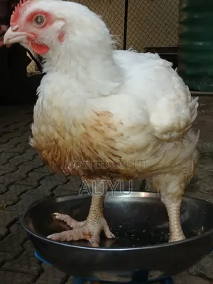 Whole Dressed and Live Broiler Chicken