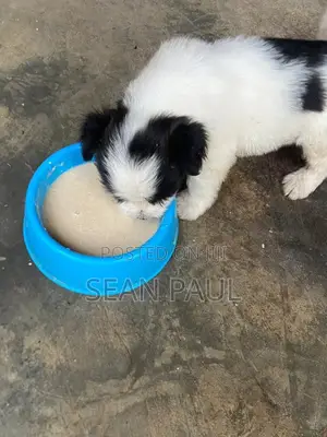 1-3 months Male Purebred Lhasa Apso