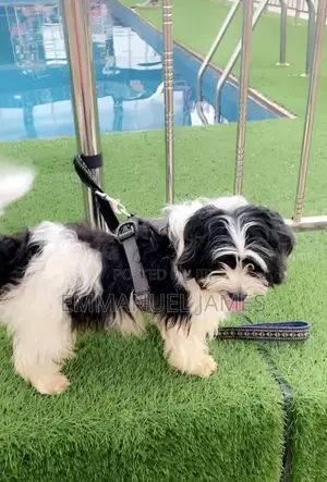 1+ year Male Purebred Lhasa Apso