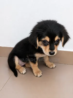 3-6 months Male Purebred Lhasa Apso