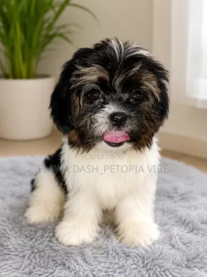 3-6 months Male Purebred Lhasa Apso