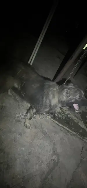 1+ year Male Purebred Caucasian Shepherd