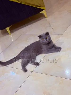 6-12 months Female Purebred British Shorthair