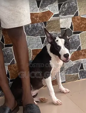 6-12 months Female Purebred American Pit Bull Terrier