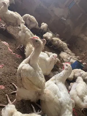 Mature 10weeks Chicken for Sale