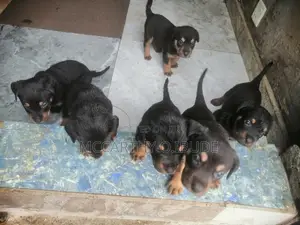1-3 months Male Purebred Rottweiler