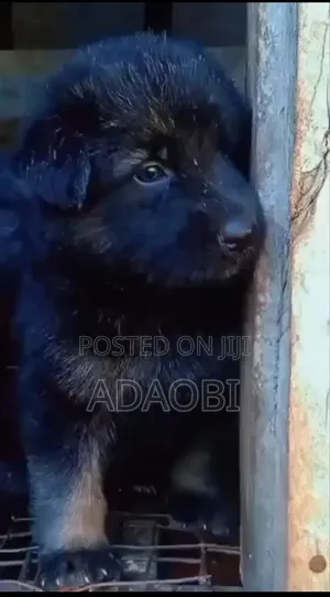 0-1 month Female Purebred German Shepherd