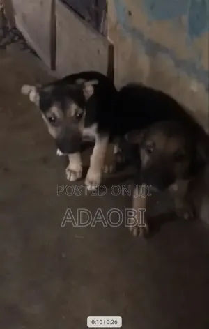 1-3 months Female Purebred German Shepherd